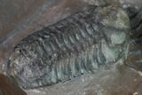 Huge, Cyphaspides Trilobite With Two Austerops - Jorf, Morocco #169645-7